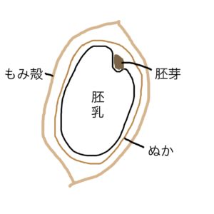 玄米の構造