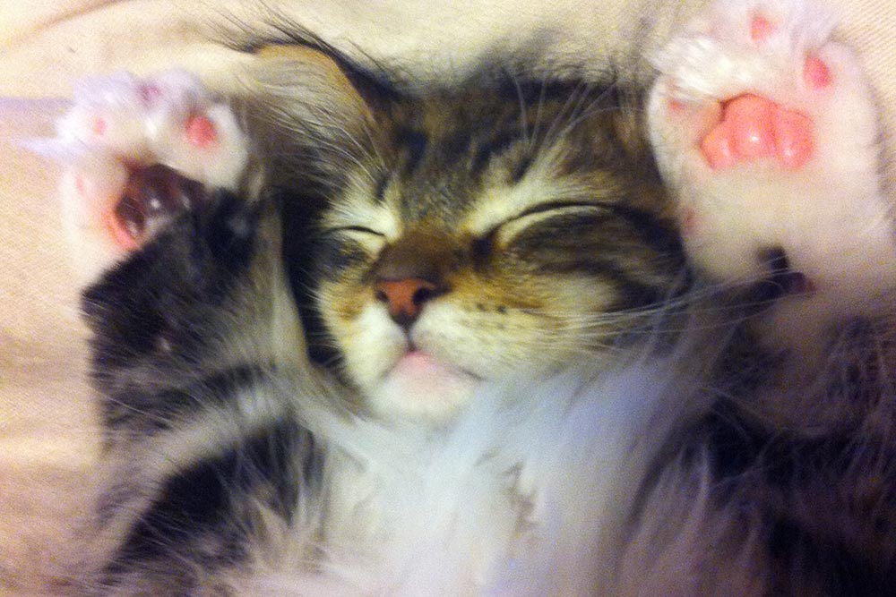 両手を上げて眠る猫