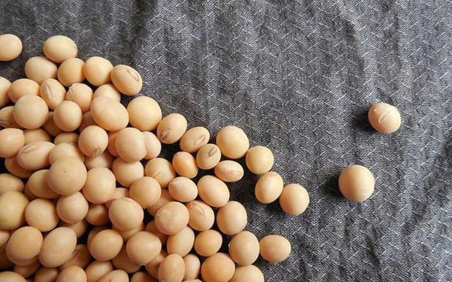断食の回復食におすすめな大豆